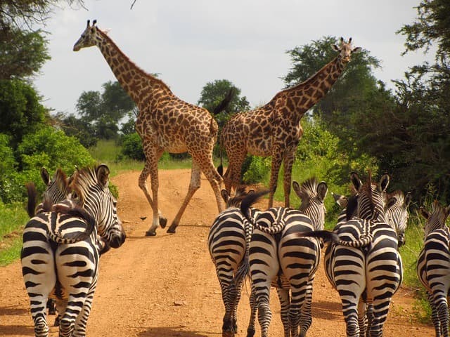 3-Day Serengeti & Ngorongoro Crater Flying Safari
